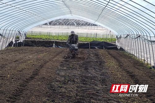 桂東春耕忙，陽光明媚蔬菜香