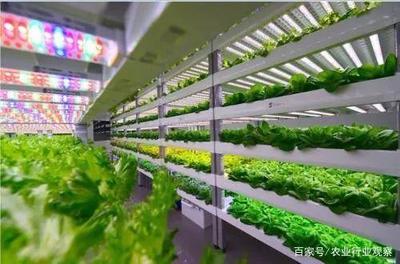 植物工廠(chǎng) 盈利困境與消費(fèi)趨勢(shì)下的未來(lái)曙光