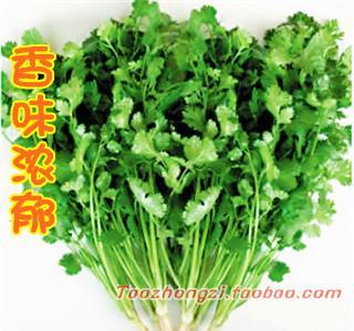 陽(yáng)臺(tái)四季蔬菜種植 從山東老香菜種子到家庭盆栽蔬菜