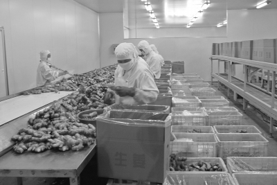 從田間到餐桌 中國(guó)蔬菜追溯體系建設(shè)的全景透視